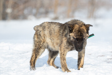 Brindle puppy with limb disease Genu Varum. A dog with crooked front legs. The dog is standing outside in the snow in winter. An animal with a menacing look. Sad pet.