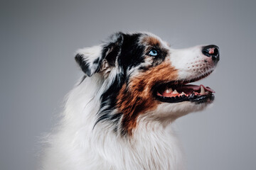 Portrait of human's friend in white background. Joyful australian dog with multicolored fur poses in studio.