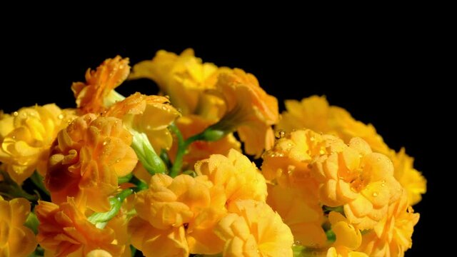 Flowers. Yellow flowers on black background. Beautiful kalanchoe blossom flower heads rotates.