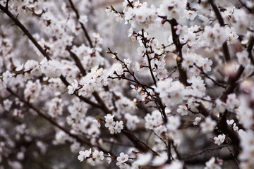 Cherry blossom in full bloom. Bokeh blur in the background.