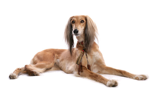 Saluki 4