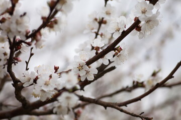 Cherry blossom in full bloom. Bokeh blur in the background.