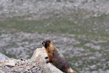 Adorable Marmot Mount Evans