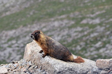 marmot in the mountains