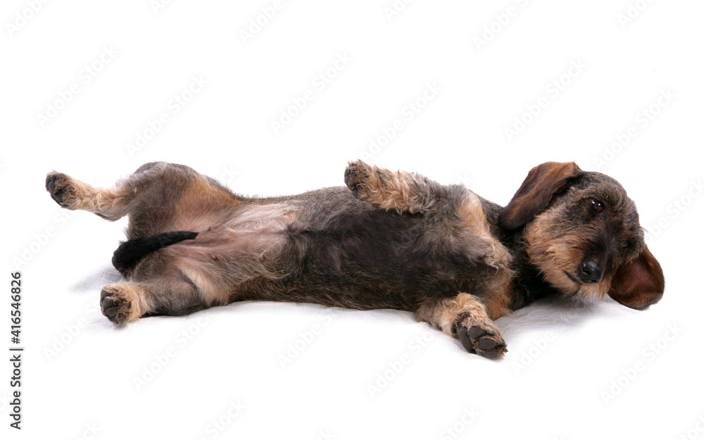 Sticker wirehaired dachshund 2