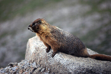 Adorable Marmot Mount Evans