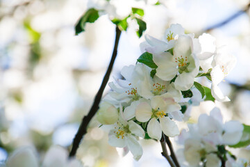 white apple blossom in spring