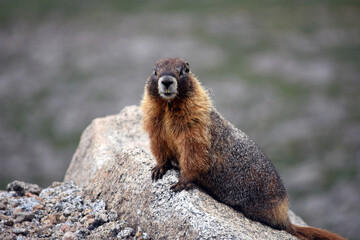 Adorable Marmot Mount Evans