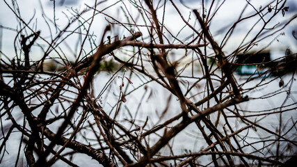 Close up dried almost dead flower in winter time with small brown tree branches as foreground