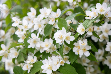 White wood anemone flowers