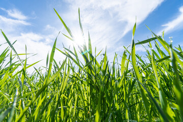 Obraz premium Green grass against blue sky in sunny day. Selective focus.