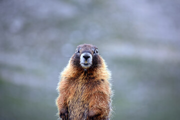 Adorable Marmot Mount Evans