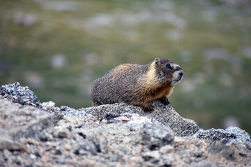 Adorable Marmot Mount Evans