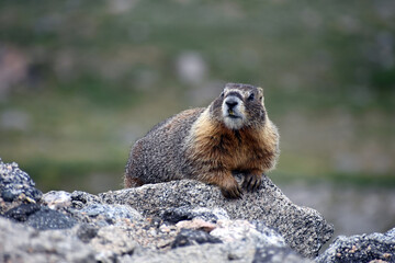 Adorable Marmot Mount Evans