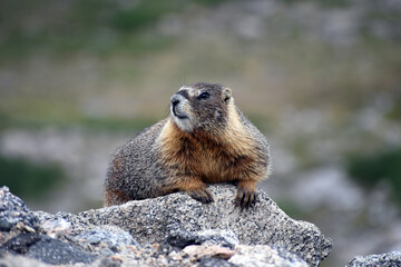 Adorable Marmot Mount Evans