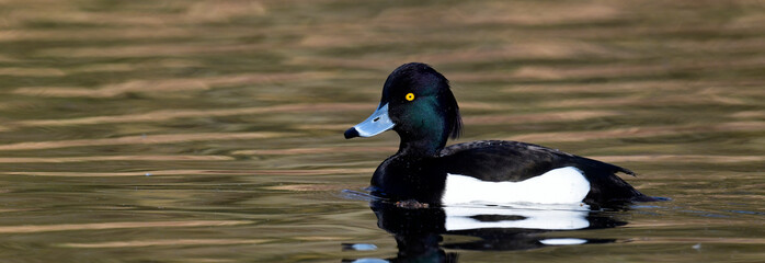 Reiherente // Tufted duck - male - Männchen (Aythya fuligula)