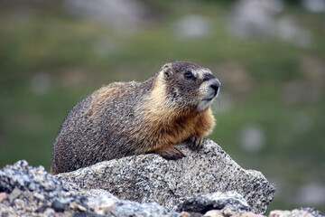 Adorable Marmot Mount Evans