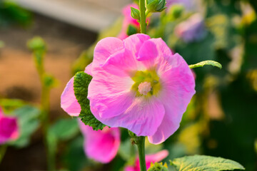 Obraz premium Hollyhocks are in bloom in a park in China's Hebei province