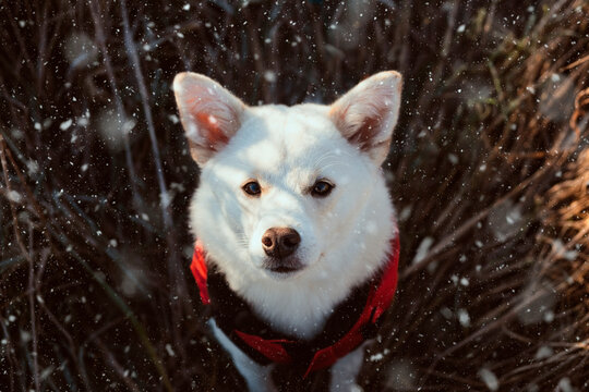 Close up of a Shiba Inu dog in snowy winter landscape 