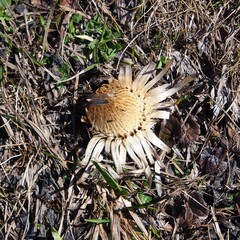 Silberdistel (Carlina acaulis), Seiser Alm, Dolomiten, Südtirol