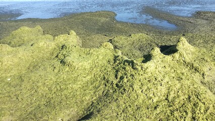 Seaweed on the beach