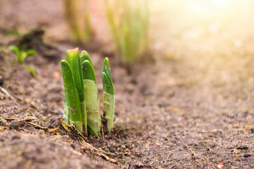 First green sprouts of flowers grow from the ground. Early spring. Gardening and farming concept.