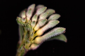 Portrait of kangaroo paw flower on the black background