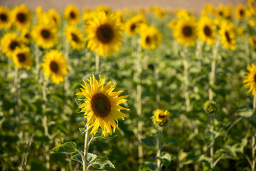sunflowers in the field