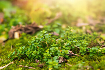 First spring flowers in the garden. Green buds of plants close up.
