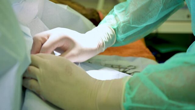 Close-up of veterinary surgeon performing surgical operation on a dog. High quality 4k footage