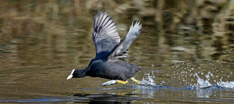 Eurasian coot // Bl&auml;sshuhn, Bl&auml;ssralle (Fulica atra)