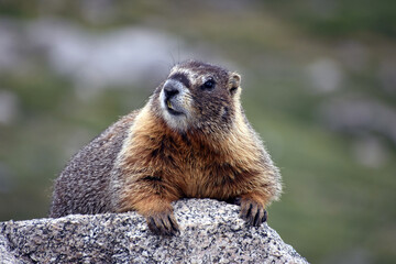 Adorable Marmot Mount Evans