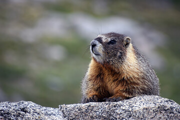 Adorable Marmot Mount Evans