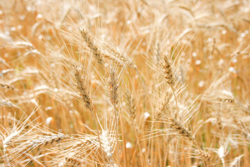 Close-up of ripe spikelets of rye illuminated by the midday sun