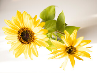 sunflower on white background