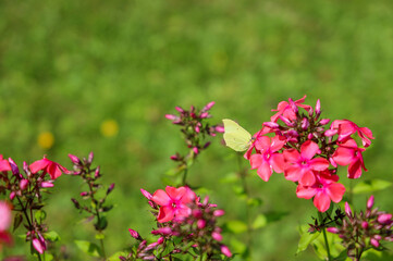 butterfly in pink flowers