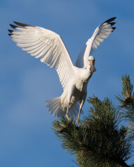 Time to fly out.

This year I spent more than 60 hours at the spoonbill nests spread over three months. Now we have to wait a year because next year they will return to the same tree to breed again.