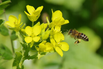 ミツバチと菜の花