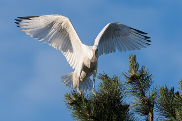 Time to fly out.

This year I spent more than 60 hours at the spoonbill nests spread over three months. Now we have to wait a year because next year they will return to the same tree to breed again.