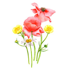 watercolor drawing red poppy flowers