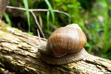 snail on a tree