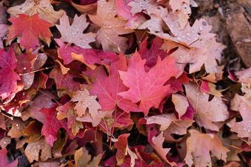 Closeup of vibrant autumn leaves