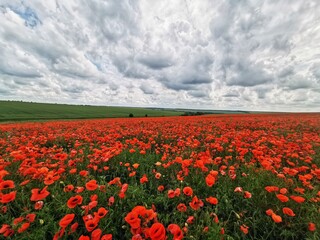 field of red poppies