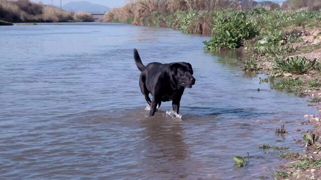 Perro labrador en el río