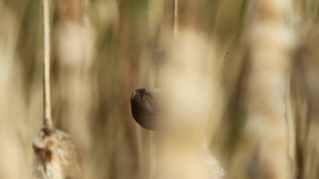 The Eurasian penduline tit on a bullrush, Crna Mlaka