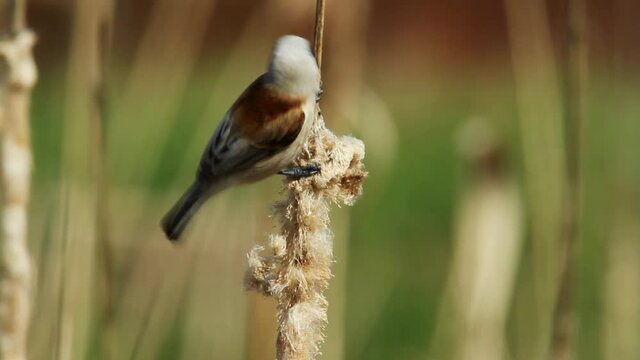 The Eurasian penduline tit on a bullrush, Crna Mlaka