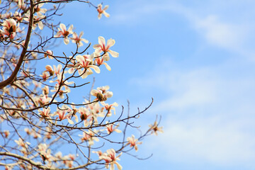 Blooming magnolia flowers in the blue sky