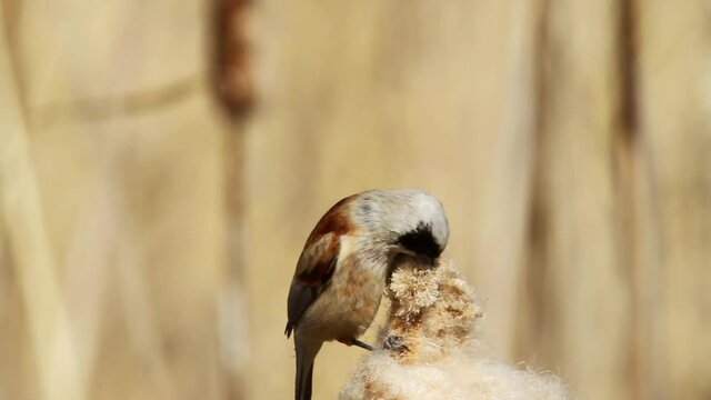 The Eurasian penduline tit on a bullrush, Crna Mlaka