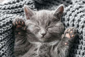 Gray british kitten lies on gray soft knitted blanket. Cat portrait with paws rest napping on bed. Comfortable pet sleeping in cozy home. Top view