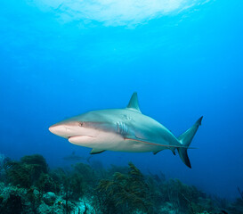 Caribbean reef shark..